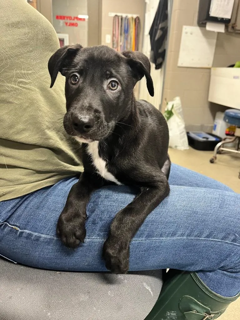 A baby medium-sized male Labrador Retriever dog named Tate for adoption in Hopkinsville, KY
