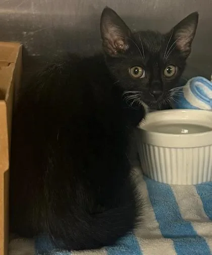 A baby small-sized female Domestic Short Hair cat named Almond for adoption in Honolulu, HI