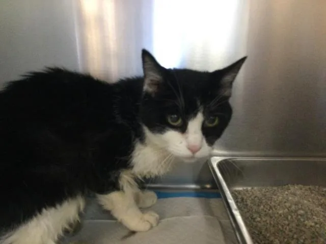 An adult medium-sized female Domestic Short Hair cat named Pinta for adoption in Thousand Palms, CA