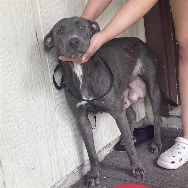 An adult large-sized female American Staffordshire Terrier dog named Kisses for adoption in San Antonio, TX