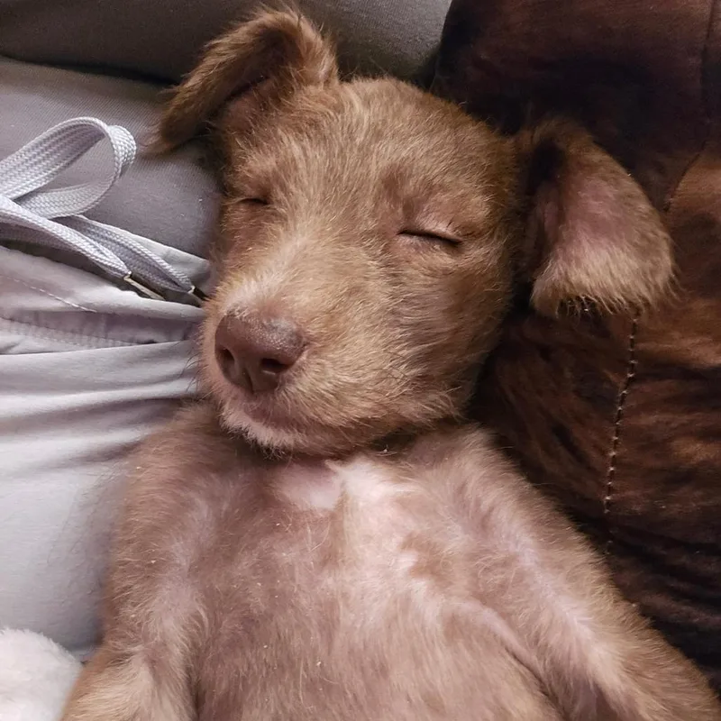 A baby small-sized female Brown / Chocolate Poodle dog named Frappe for adoption in Edwards, IL