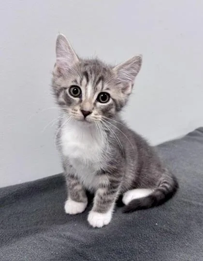 A baby small-sized male Gray & White Domestic Short Hair cat named Jueves for adoption in Bishop, GA