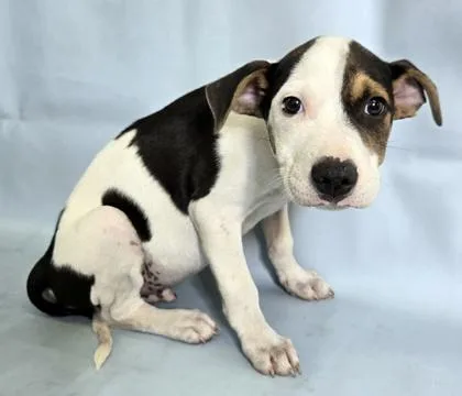 A baby large-sized male Collie dog named Grayson for adoption in Morton Grove, IL
