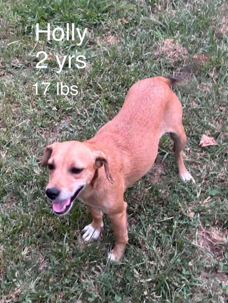 A young medium-sized female Chihuahua dog named HollyHeart for adoption in Wakefield, RI