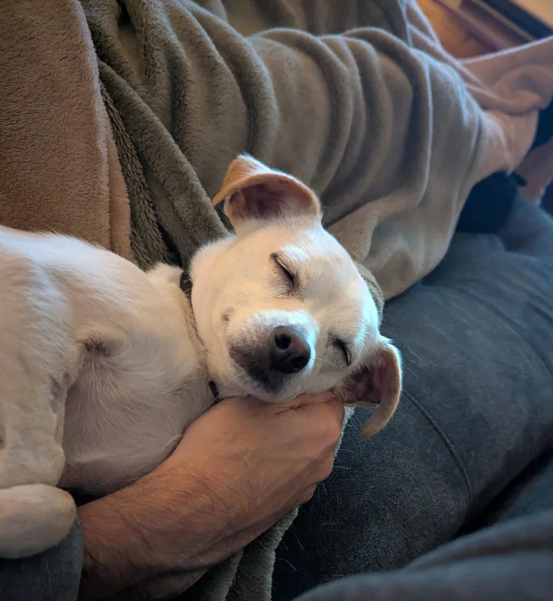 An adult small-sized male Chihuahua dog named Bowie for adoption in Bothell, WA
