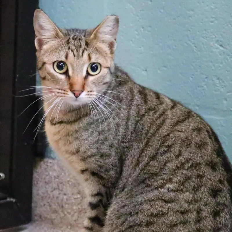 Mr. Tiger