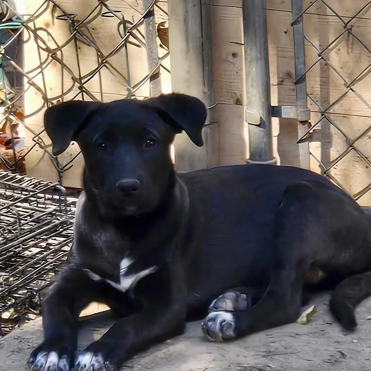 A baby large-sized female Labrador Retriever dog named Tiger Lily for adoption in Cordova, TN
