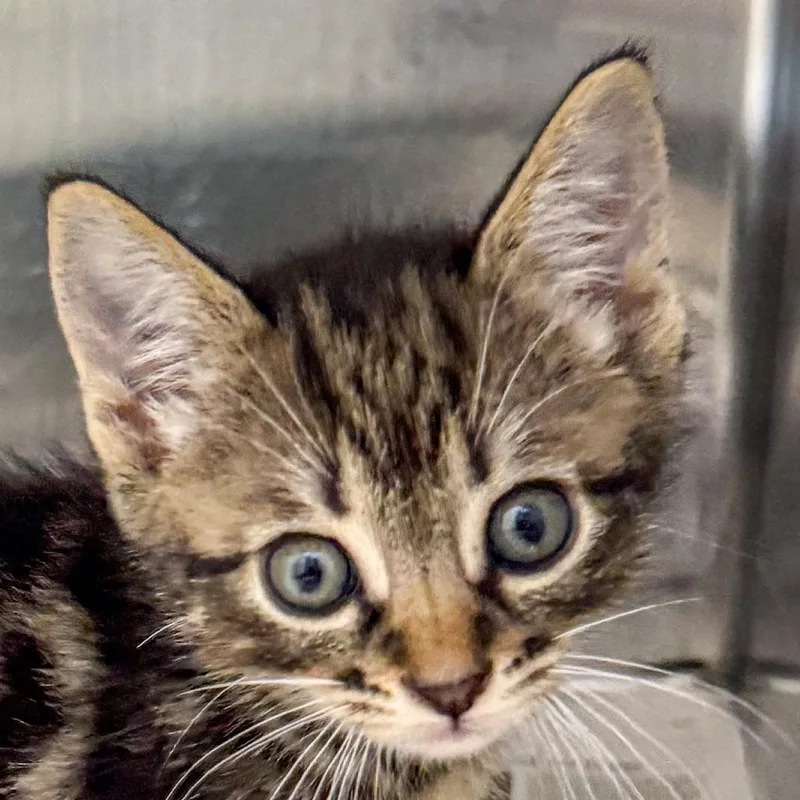 A baby small-sized male Brown / Chocolate Domestic Short Hair cat named Starfish for adoption in Kennebunk, ME