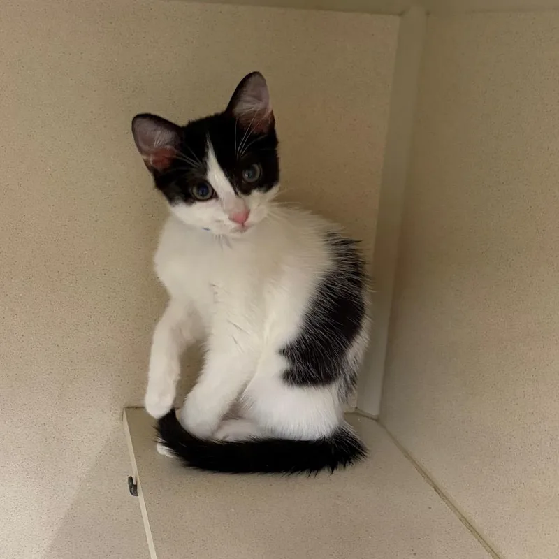 A baby small-sized male Black Domestic Short Hair cat named Cosmo for adoption in Hamburg, NY
