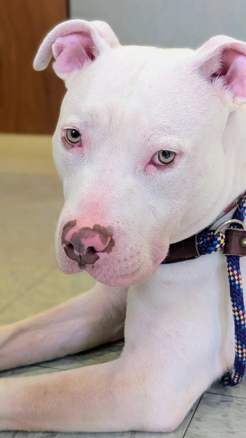 A young medium-sized male White / Cream Terrier dog named Gridley A Loving Miracle for adoption in Monroe Twp, NJ