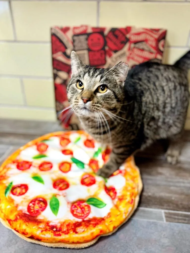 Pizza Cat