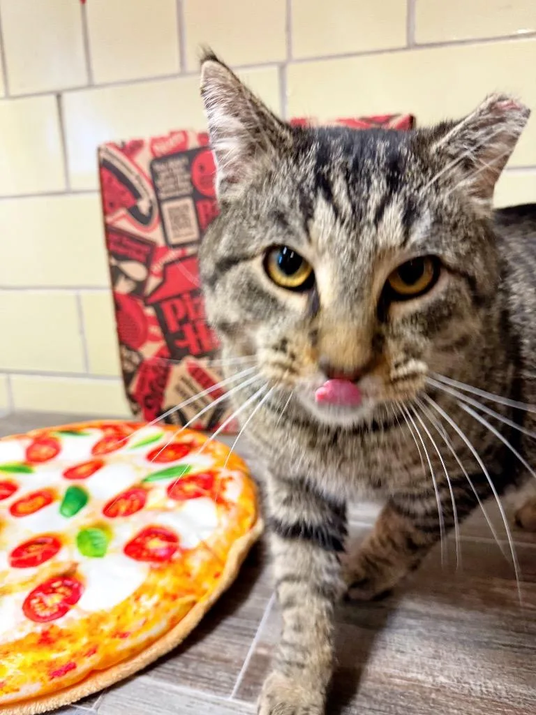 Pizza Cat thumbnail 2
