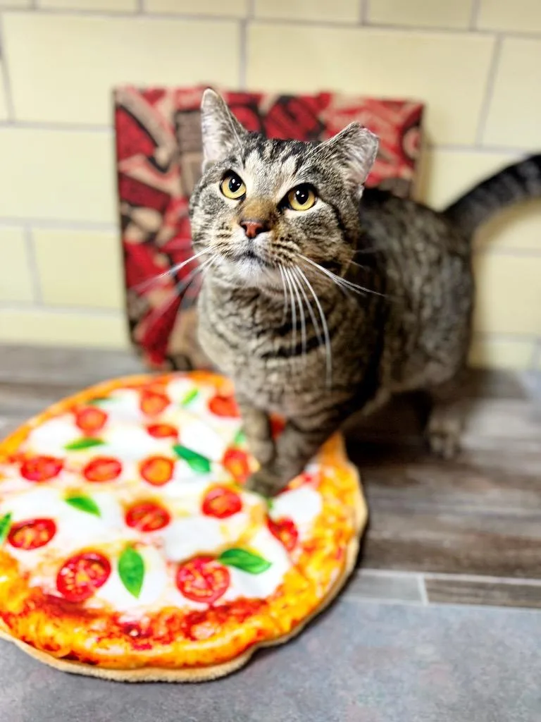 Pizza Cat thumbnail 3