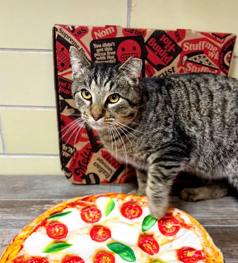 Pizza Cat thumbnail 5