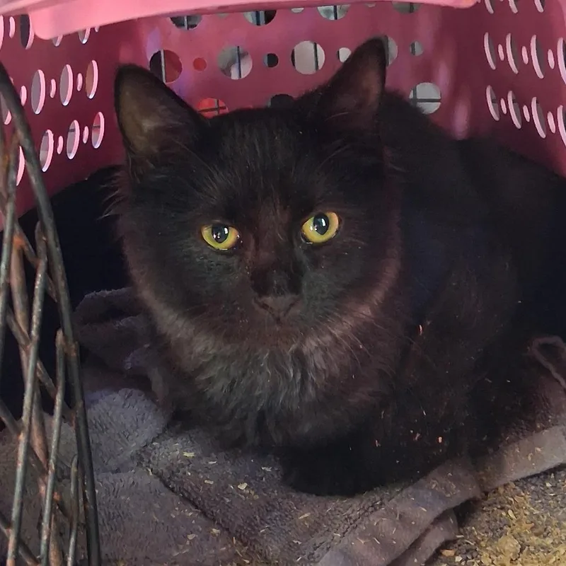 A baby small-sized female Domestic Long Hair cat named Calypso for adoption in Abingdon, MD