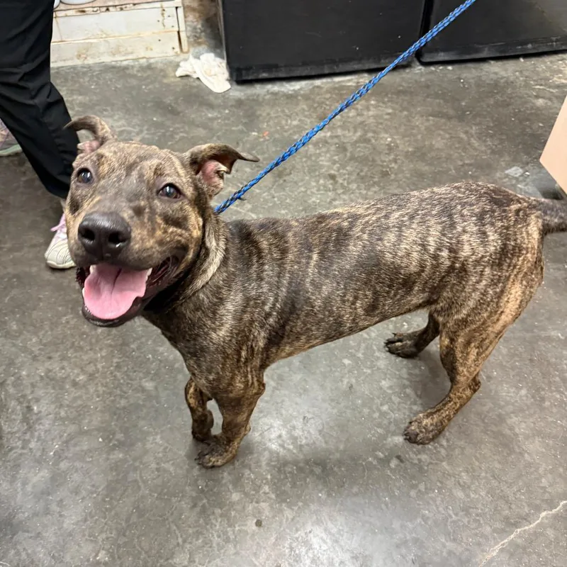 A young medium-sized female Brindle Pit Bull Terrier dog named Trixie for adoption in Evensville, TN