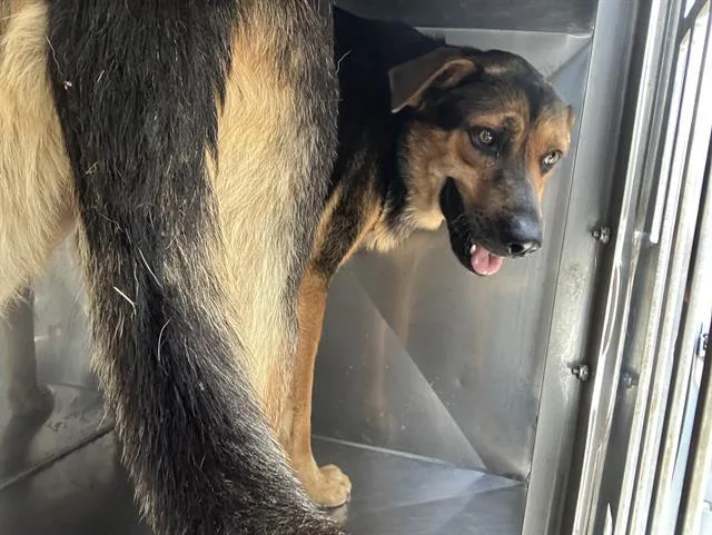 An adult large-sized male Mixed Breed dog named Brisket for adoption in Dallas, TX