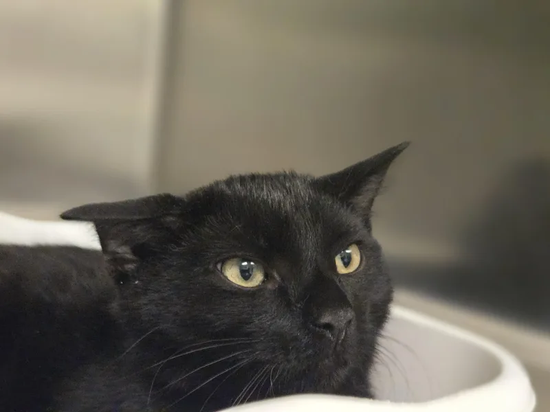 A young small-sized male Black Domestic Short Hair cat named Thalassa for adoption in Paris, ME