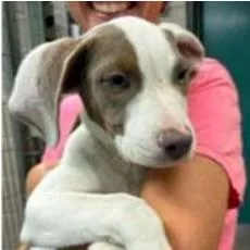 A baby small-sized male White / Cream Mixed Breed dog named Chaol for adoption in Wilmington, DE