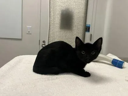 A baby small-sized male Black Domestic Short Hair cat named I Got A Teeext! for adoption in Kansas City, MO