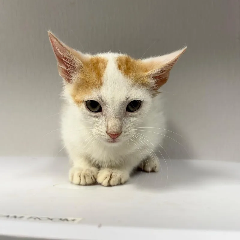A baby small-sized male Orange / Red Domestic Short Hair cat named Jayden for adoption in Tampa, FL