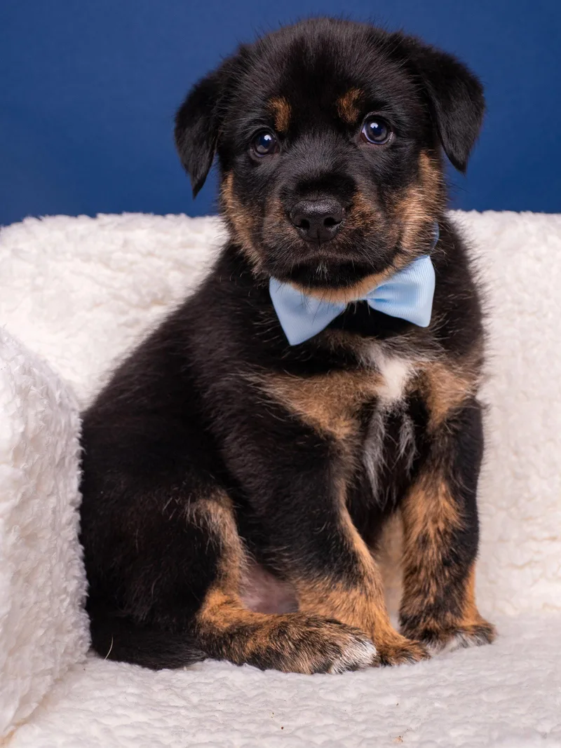 A baby large-sized male Mastiff dog named Myth: Bigfoot for adoption in Palo Alto, CA