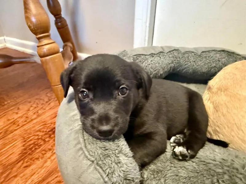 Taurus  Brenda Pup thumbnail 2