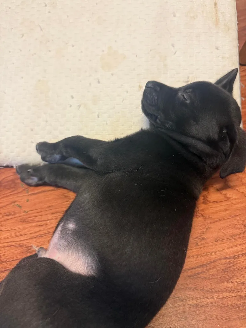 Taurus  Brenda Pup thumbnail 3
