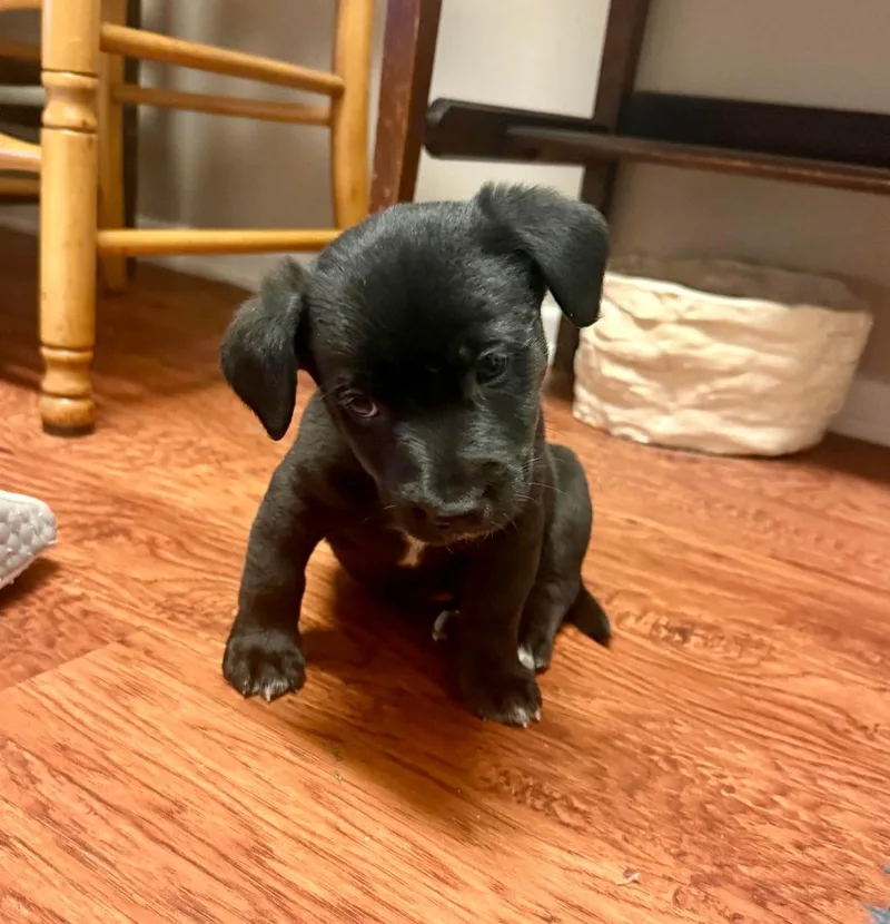 Taurus  Brenda Pup thumbnail 4