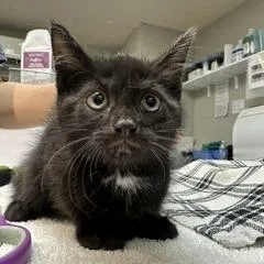 A baby small-sized male Black Domestic Short Hair cat named Mike for adoption in Indianapolis, IN
