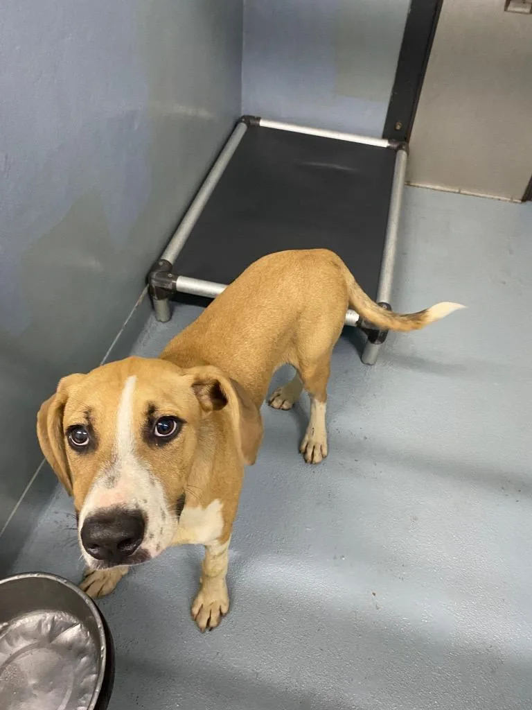 A baby large-sized male Mixed Breed dog named Roadhog for adoption in Cartersville , GA