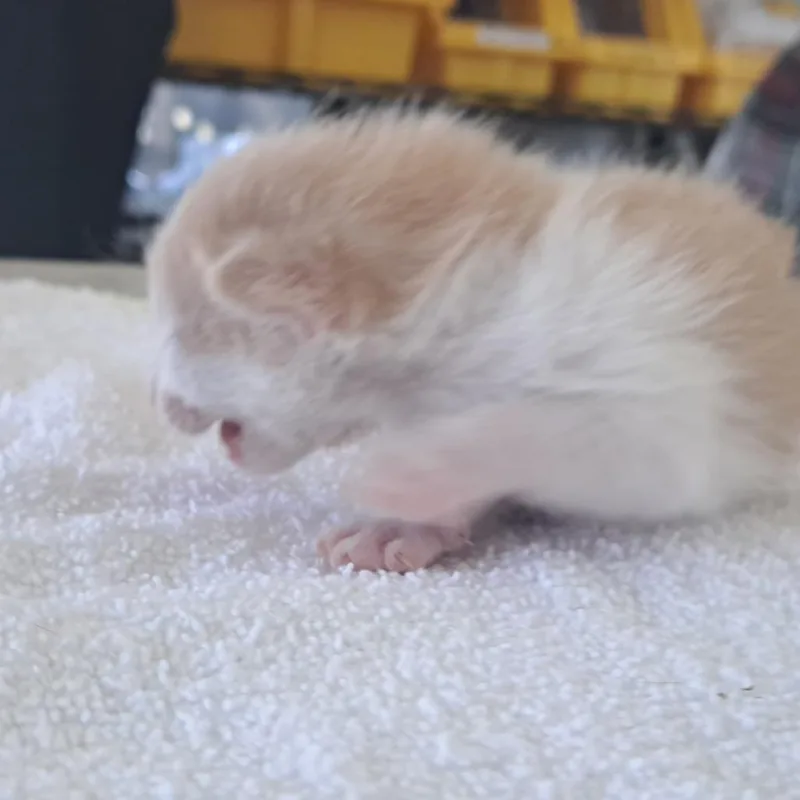A baby small-sized male Orange / Red Domestic Short Hair cat named Winnie for adoption in Chapel Hill, NC