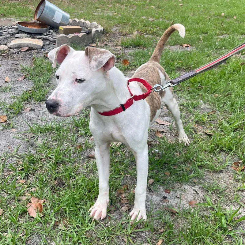 A young medium-sized male Brindle Mixed Breed dog named Dobby for adoption in Merritt Island, FL