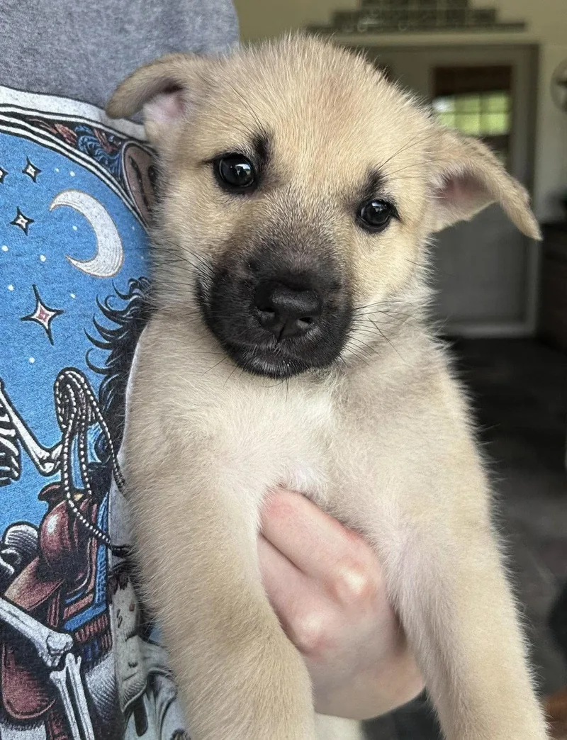 A baby large-sized female German Shepherd Dog dog named Sasha for adoption in Fort Worth, TX