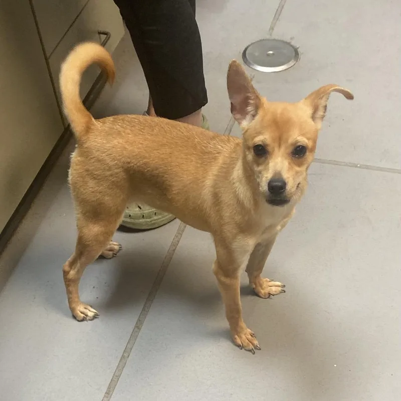A young small-sized female Yellow / Tan / Blond / Fawn Mixed Breed dog named Margot for adoption in Columbus, GA