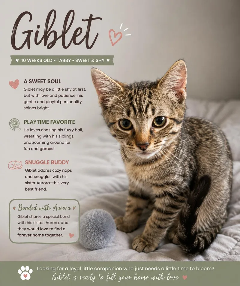 A baby small-sized male Domestic Short Hair cat named Giblet for adoption in chino, CA