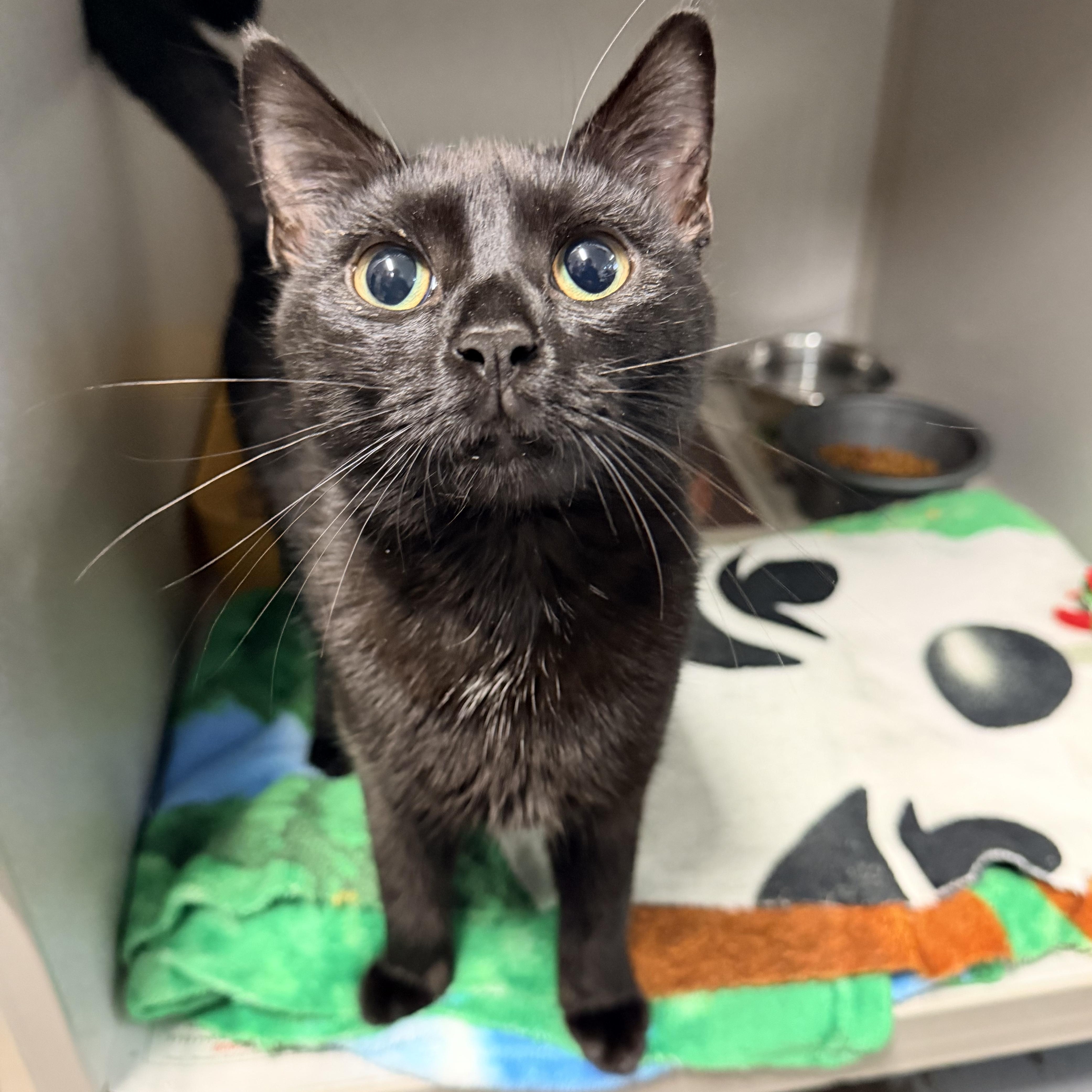 A young medium-sized female Black Domestic Short Hair cat named Lolly for adoption in Pottsville, PA