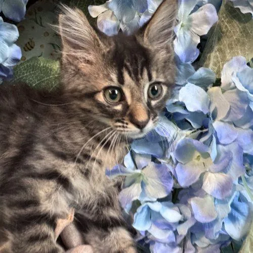 A baby small-sized male Tabby (Brown / Chocolate) Domestic Medium Hair cat named Love Shack for adoption in Toms River, NJ