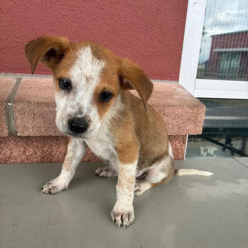 A baby small-sized male Brown / Chocolate Terrier dog named Oliver for adoption in San Antonio, TX