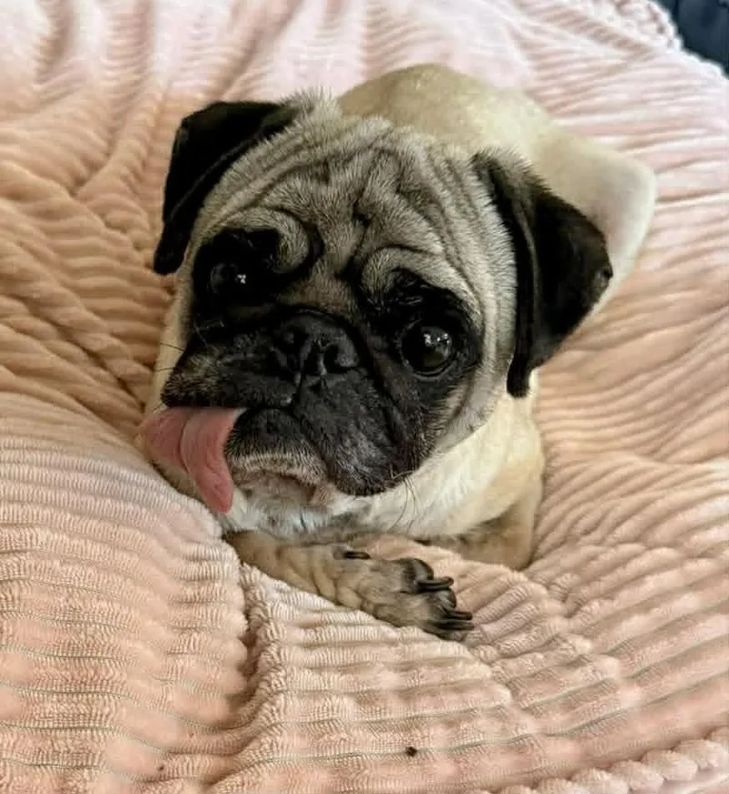 An adult medium-sized male Pug dog named Calzone for adoption in Pelham, MA