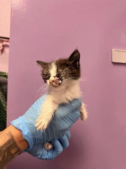 A baby large-sized male White Domestic Short Hair cat named 61055362 for adoption in El Paso, TX