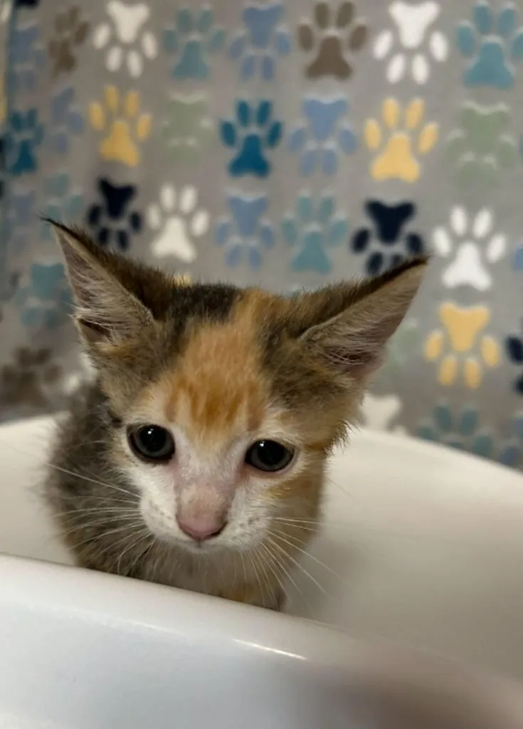 A baby small-sized female Domestic Short Hair cat named Guns for adoption in Wabash, IN