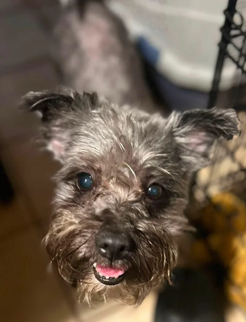 A senior small-sized female Gray / Blue / Silver Miniature Schnauzer dog named Griselda for adoption in Oak Ridge, NJ