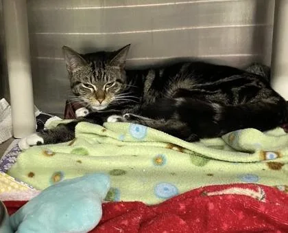 A young medium-sized male Domestic Short Hair cat named Itsy for adoption in Hobart, IN