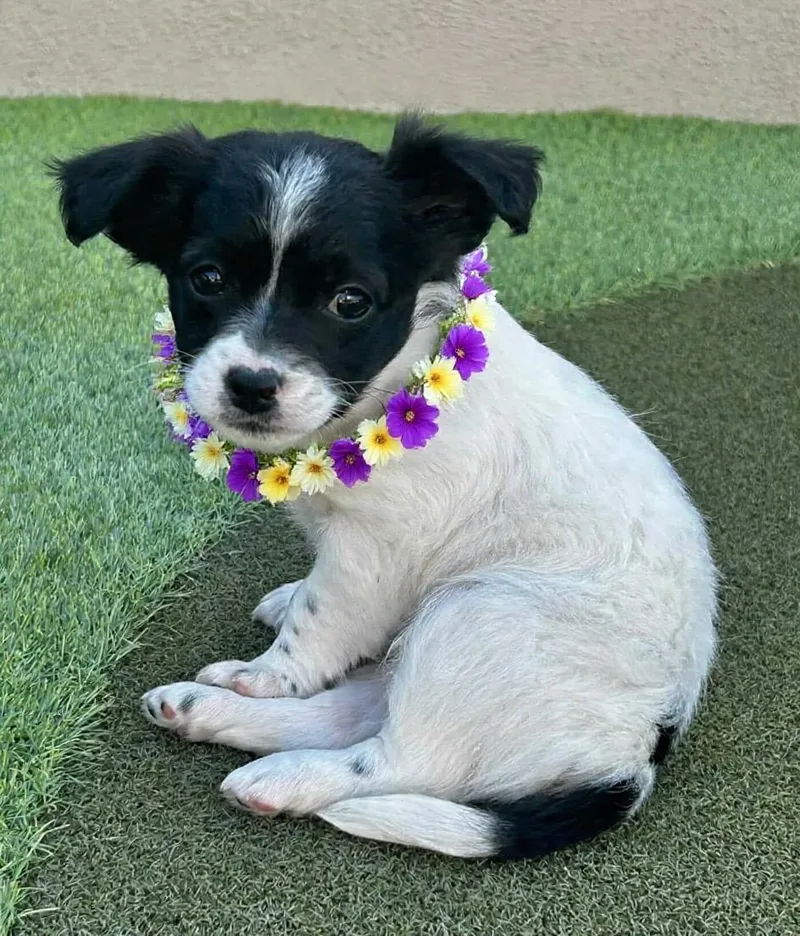 A baby small-sized female Black Pomeranian dog named Beverly for adoption in Corona Del Mar, CA