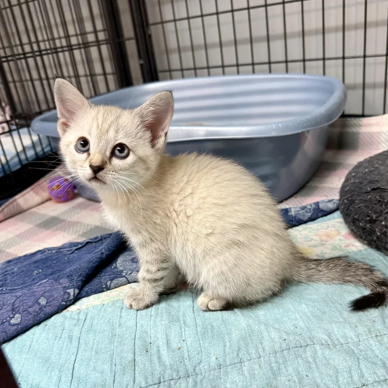 A baby medium-sized male Siamese cat named Alfie and Amelia for adoption in Gallatin, TN