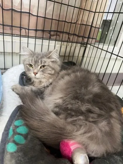 An adult medium-sized female Domestic Medium Hair cat named Meredith for adoption in Manitowoc, WI