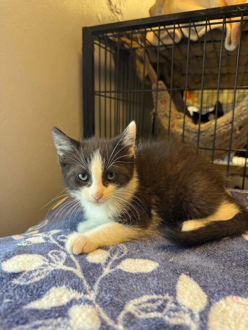 A young small-sized male Black & White / Tuxedo Domestic Short Hair cat named Navy for adoption in Freeport, NY