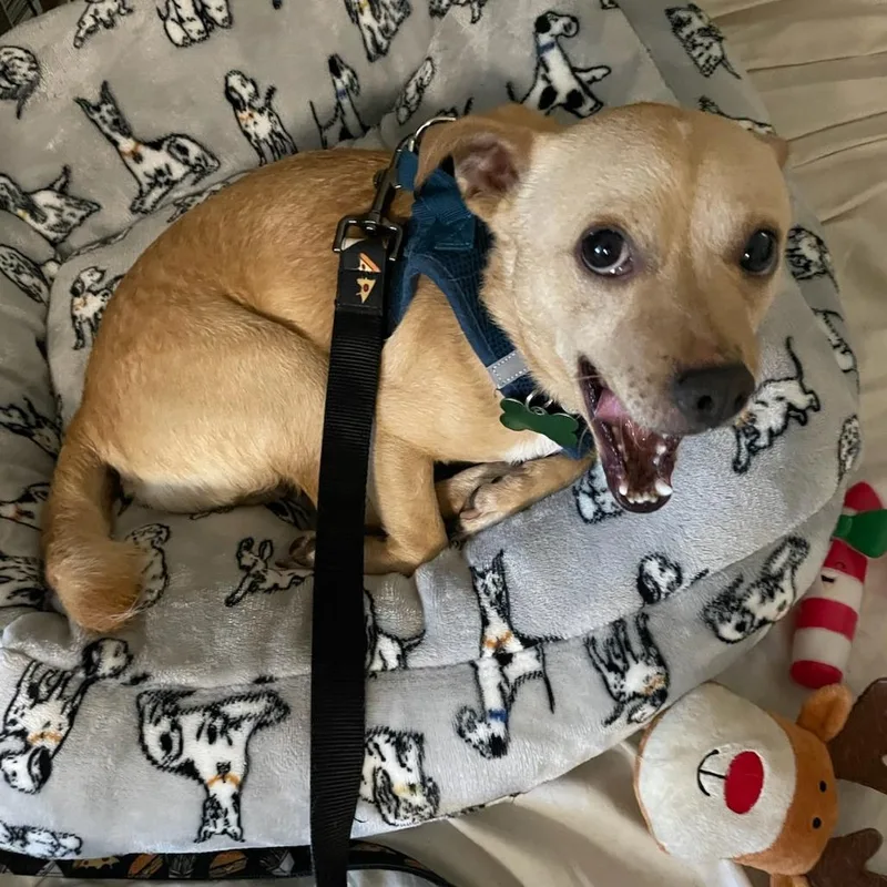 An adult small-sized male Yellow / Tan / Blond / Fawn Chihuahua dog named Rusty for adoption in Pleasanton, CA