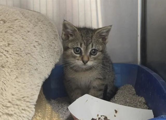 A baby small-sized female Domestic Short Hair cat named Sienna for adoption in Salinas, CA
